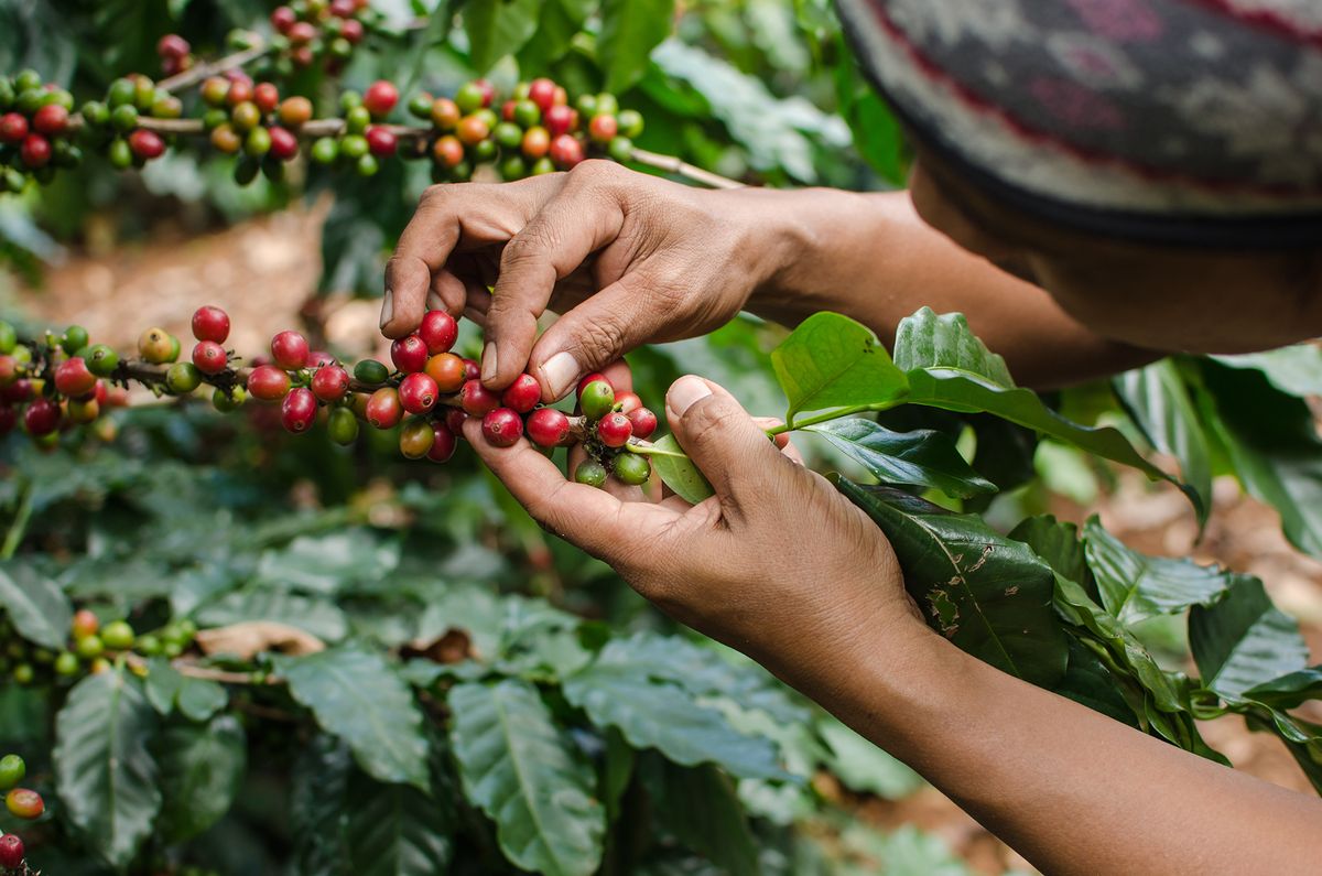 Kopi Kalibarumanis